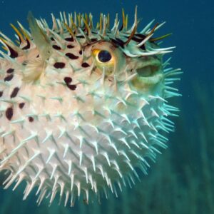 Diodon holocanthus S/M