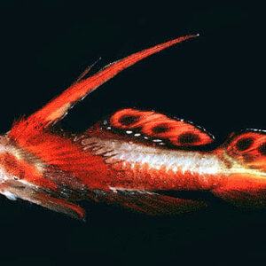 Discordipinna griessingeri S/M