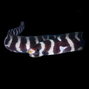 Echidna polyzona (Moreia-zebra) S/M