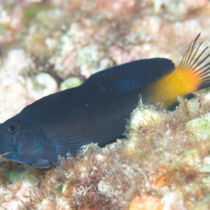 Ecsenius Lividanalis S/M