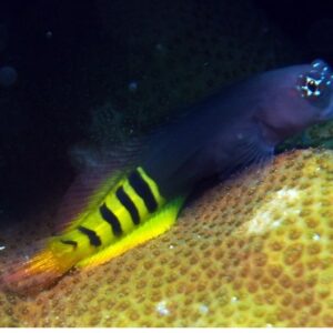 Ecsenius Pulcher Bicolor S/M