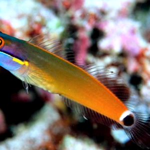 Ecsenius Stigmatura S/M