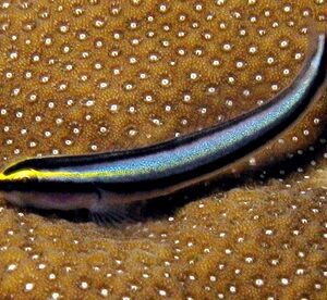 Elacatinus Evelynae S/M