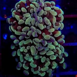 Euphyllia Paraancora Green and Gold