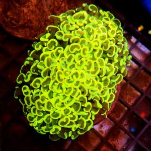 Euphyllia Ancora Ultra Neon Yellow