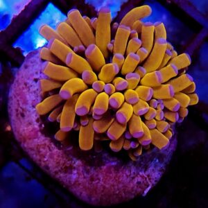 Euphyllia Cristata Tiger