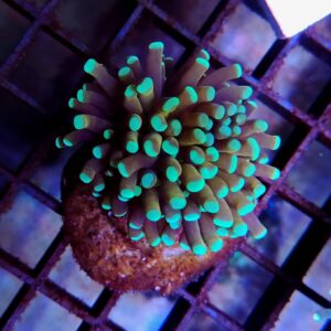 Euphyllia Cristata Tiger