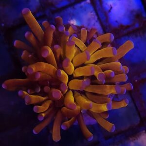 Euphyllia Cristata Tiger