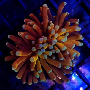 Euphyllia Cristata Tiger