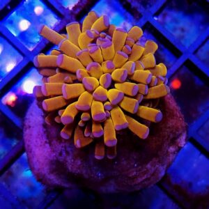 Euphyllia Cristata Tiger