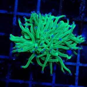 Euphyllia Glabrescens Blueberry