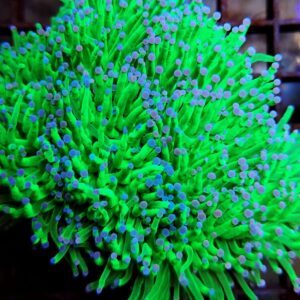 Euphyllia Glabrescens Blueberry Ultra Green Purple/Blue Tips