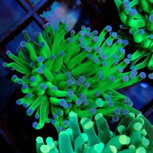 Euphyllia Glabrescens Blueberry Ultra Green Purple/Blue Tips