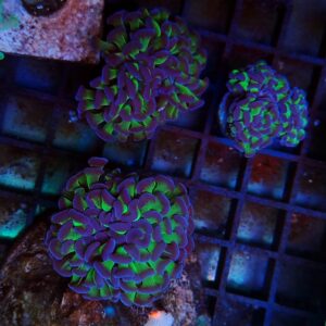 Euphyllia Paraancora Two Tone