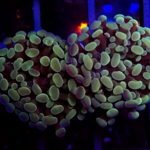 Euphyllia Parancora Green and Gold