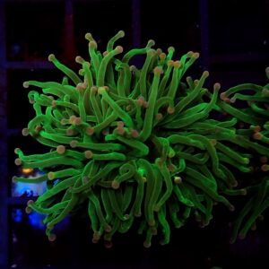 Euphyllia Torch Cotton Candy