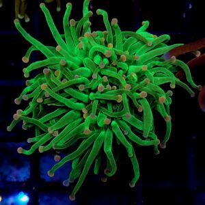 Euphyllia Torch Cotton Candy