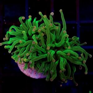 Euphyllia Torch Cotton Candy