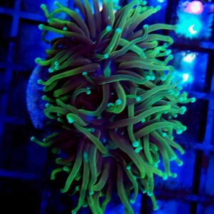 Euphyllia Torch Dragon Soul