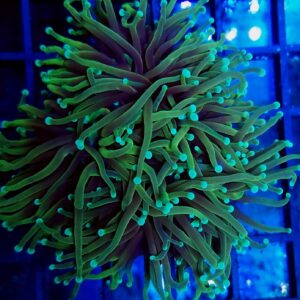 Euphyllia Torch Dragon Soul