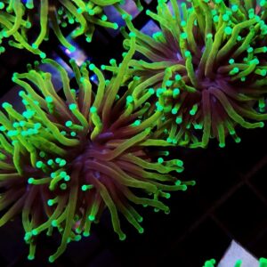 Euphyllia Torch Dragon Soul