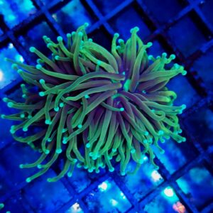 Euphyllia Torch Dragon Soul