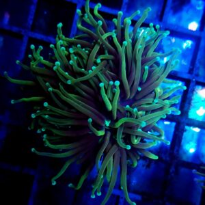 Euphyllia Torch Dragon Soul