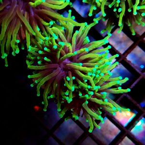 Euphyllia Torch Dragon Soul