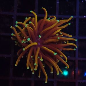 Euphyllia Torch Goldfinger
