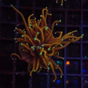 Euphyllia Torch Goldfinger