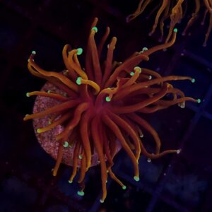 Euphyllia Torch Goldfinger