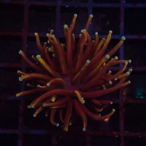 Euphyllia Torch Goldfinger