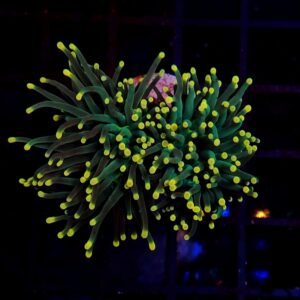 Euphyllia Torch Green Yellow Tips