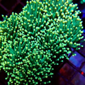 Euphyllia Torch Green Yellow Tips