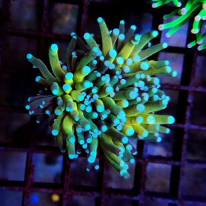 Euphyllia Torch Holy Grail