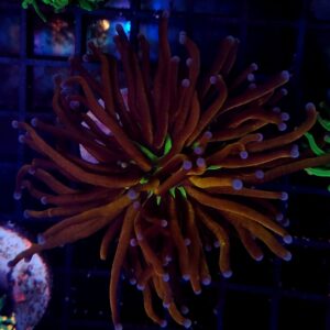 Euphyllia Torch NY Knicks