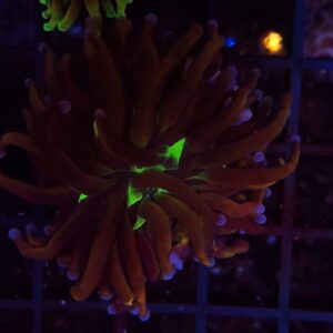 Euphyllia Torch NY Knicks