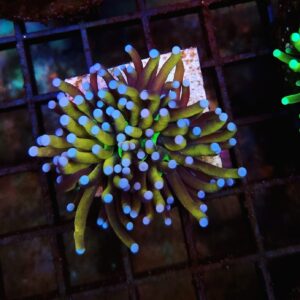 Euphyllia Torch NY Knicks