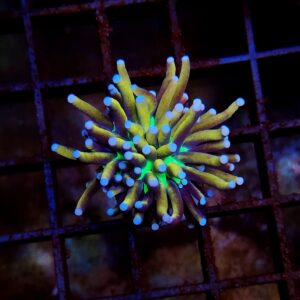 Euphyllia Torch NY Knicks