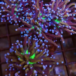 Euphyllia Torch NY Knicks