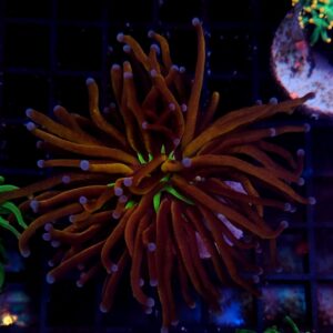 Euphyllia Torch NY Knicks