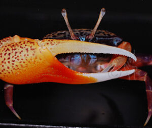 Fiddler Crab Uca