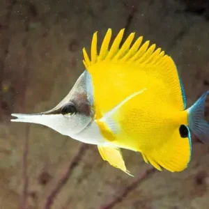 Forcipiger Flavissimus S/M