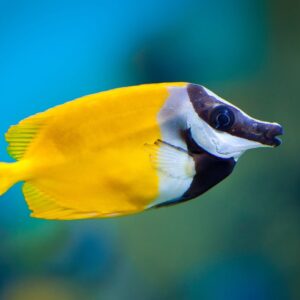 Fox Face Siganus Vulpinus S/M