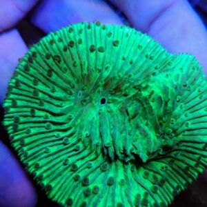 Fungia Plate Green