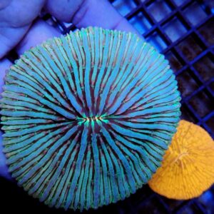 Fungia Plate Baby Blue