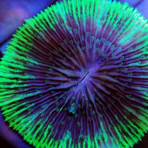 Fungia Plate Neon Green and Purple