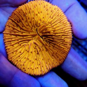 Fungia Plate Orange Ultra