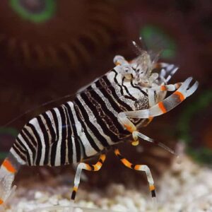 Gnathophyllum americanum