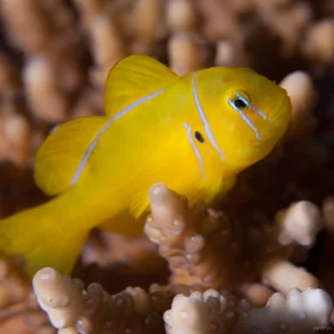 Gobiodon citrinus S/M